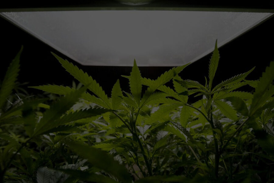 5 Reasons to Grow Your Own Cannabis