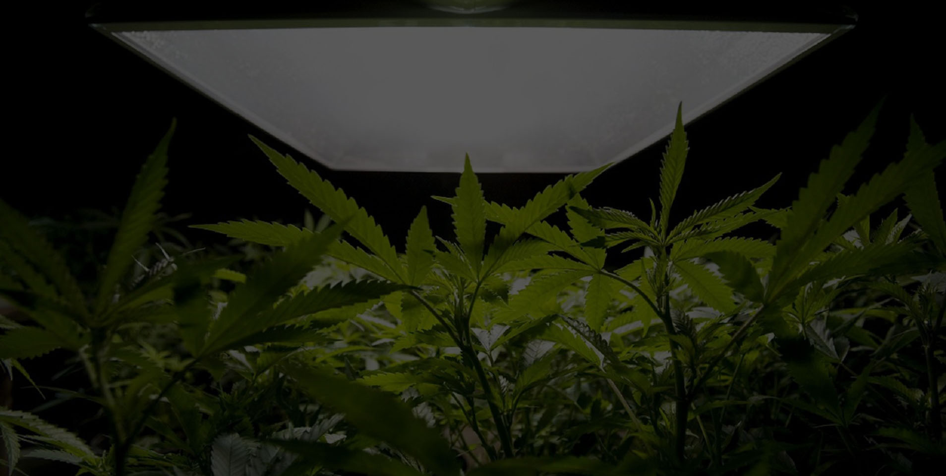 5 Reasons to Grow Your Own Cannabis