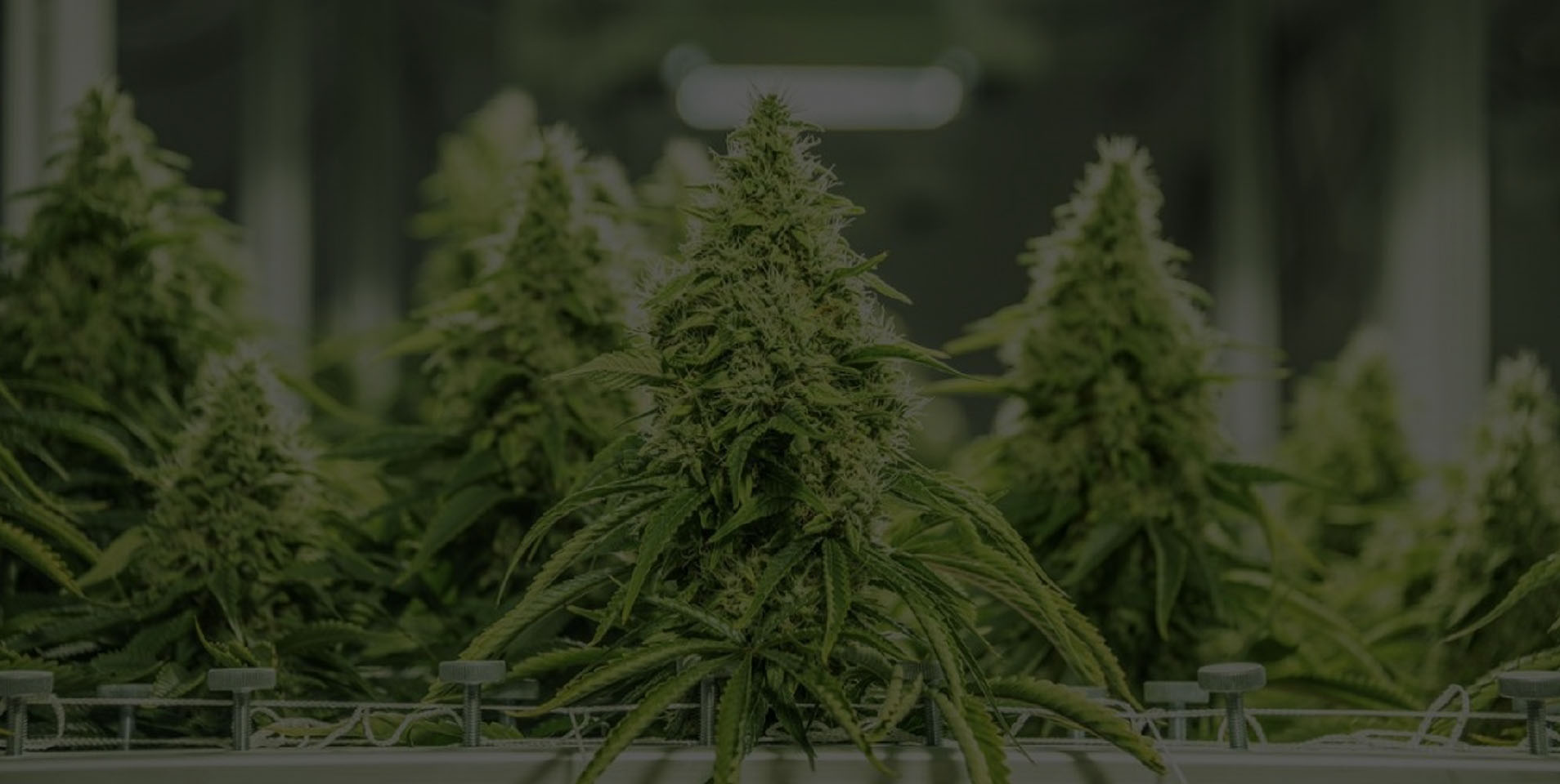 Automating Your Cannabis Grow