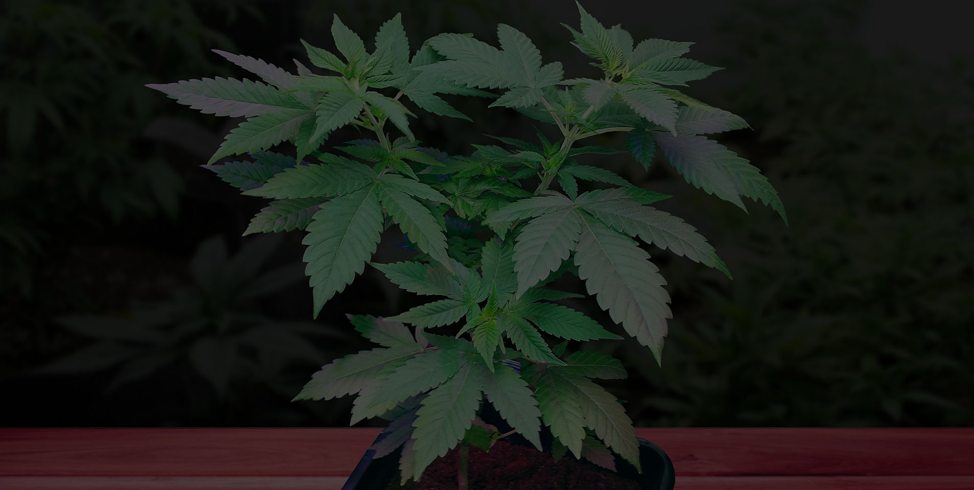 Spotting Cannabis Deficiencies in Your Garden