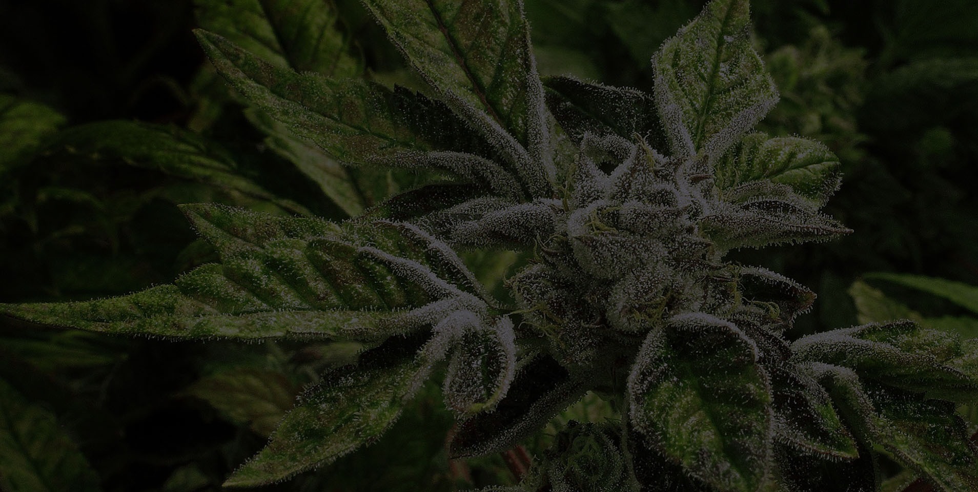 Industry Leader’s Tips & Tricks to Ensure Marijuana THC Crystals Remain On the Buds
