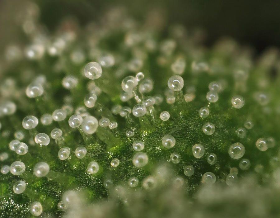 Stages of Trichome Development