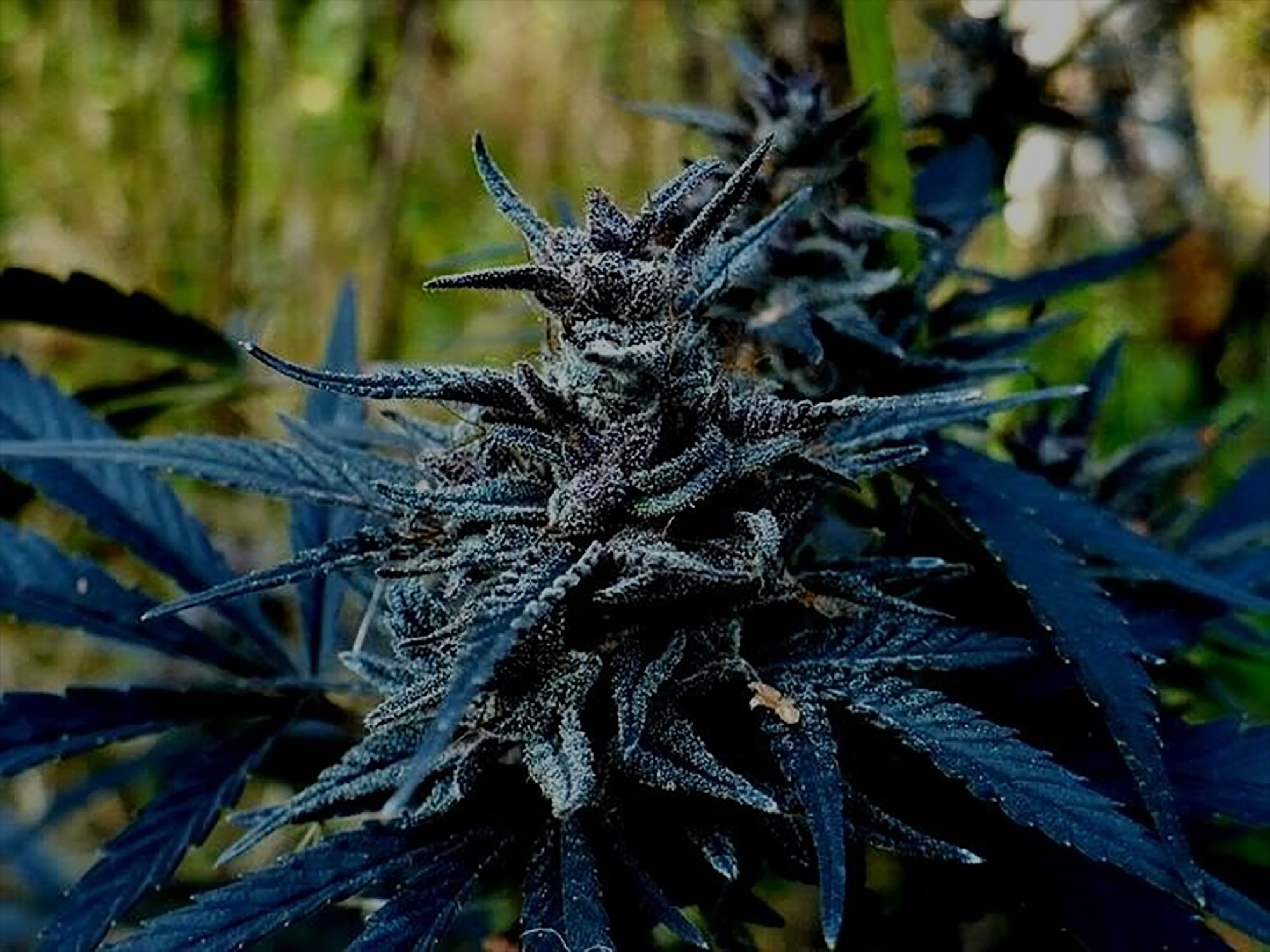 Captivating Cannabis Connoisseurs