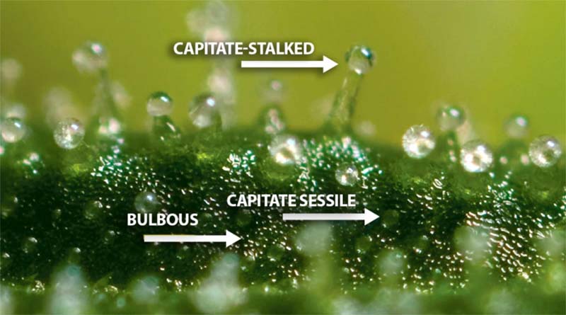 Legion25_Types_Of_Trichomes_Capitate_Sessile