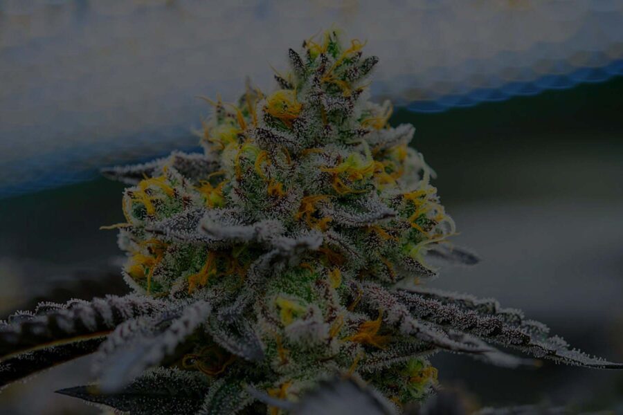 Cultivating Top-shelf Cannabis