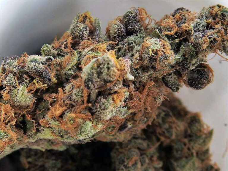 Cultivating Topshelf Cannabis CenturionPro Solutions Blog